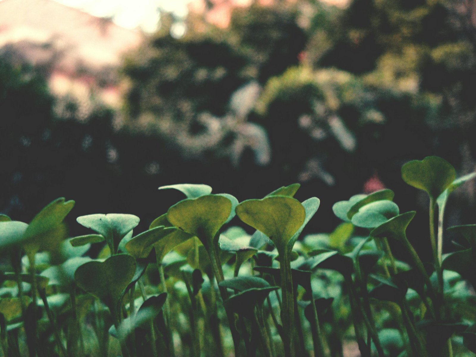 A captivating close-up of vibrant green seedlings in a garden setting, highlighting nature's growth.